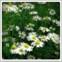  بابونه (Chamomile) و خواص آن